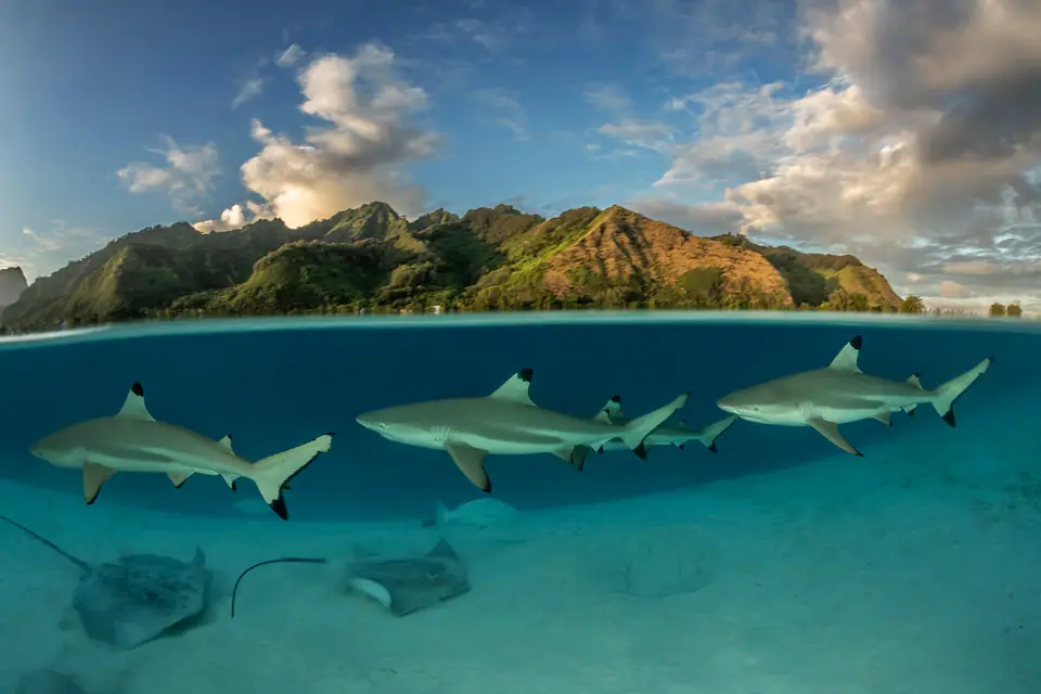 Blacktip reef sharks swimming in shallow clear water at Moorea