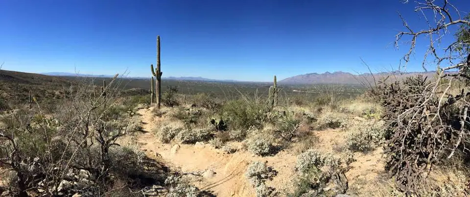 Hilltop view over desert scrub and rocky ridges in Sabino Canyon, Tucson
