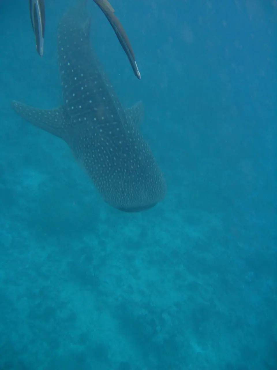 Whale shark swimming in blue water with spots visible on its back, South Ari Atoll