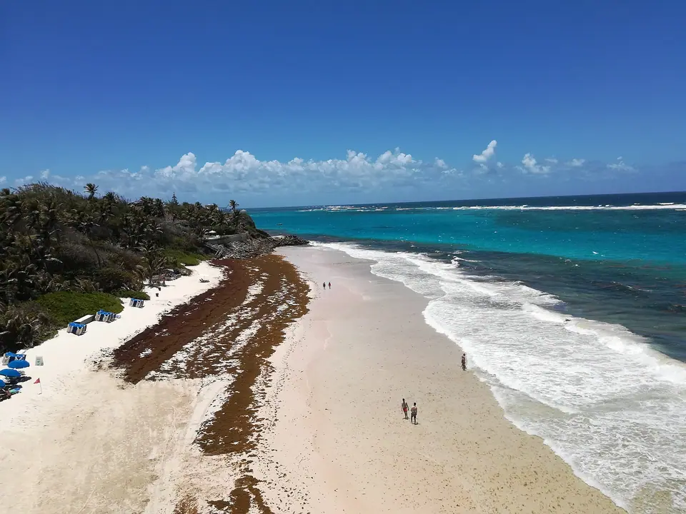 Aerial view of Crane Beach with a band of brown sargassum seaweed along the pink-white sand