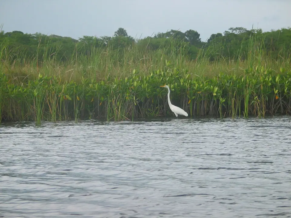 Mangrove-lined Black River in St. Elizabeth with birds on the water