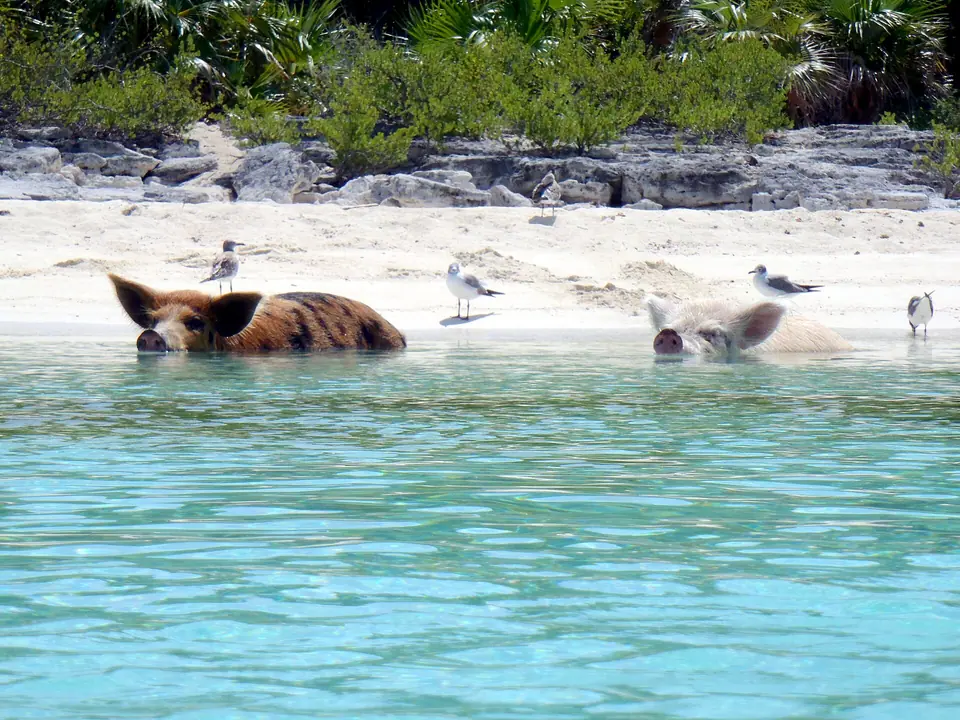 Two pigs lying in the shallow turquoise water at a beach in the Exumas, with seagulls on the sand