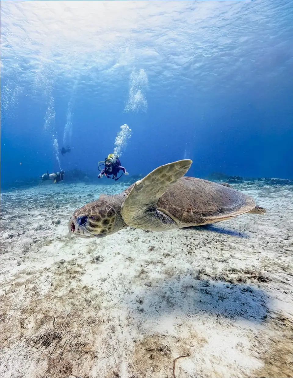 A loggerhead sea turtle resting on white sand at Palancar Reef, with two scuba divers in the blue water behind