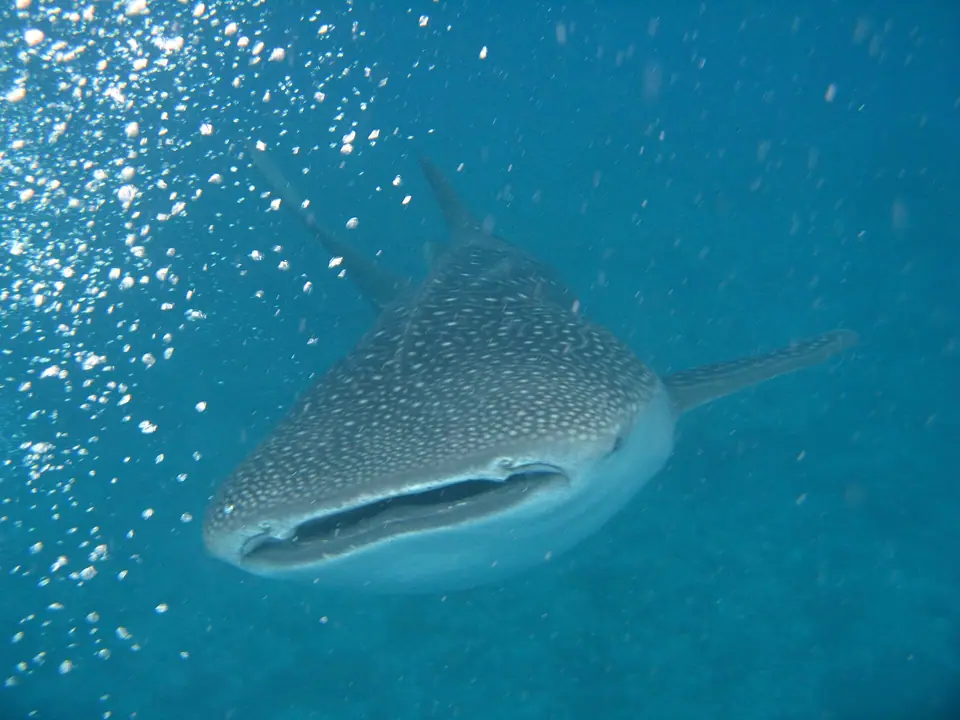 Whale shark swimming head-on toward the camera in South Ari Atoll