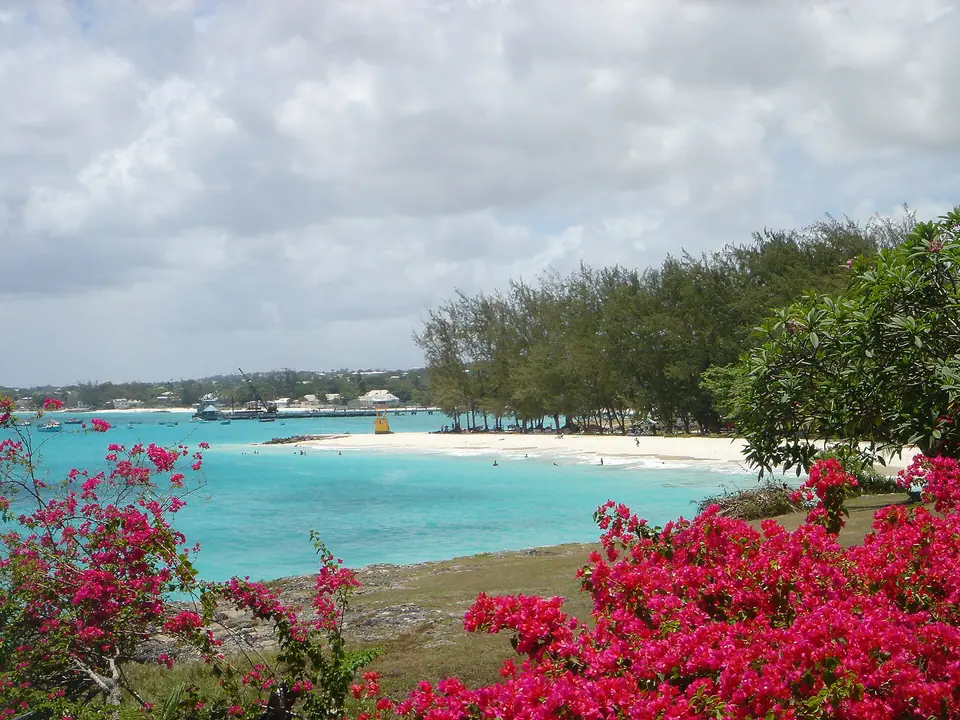 Turquoise cove at Miami Beach near Oistins framed by red bougainvillea and casuarina trees