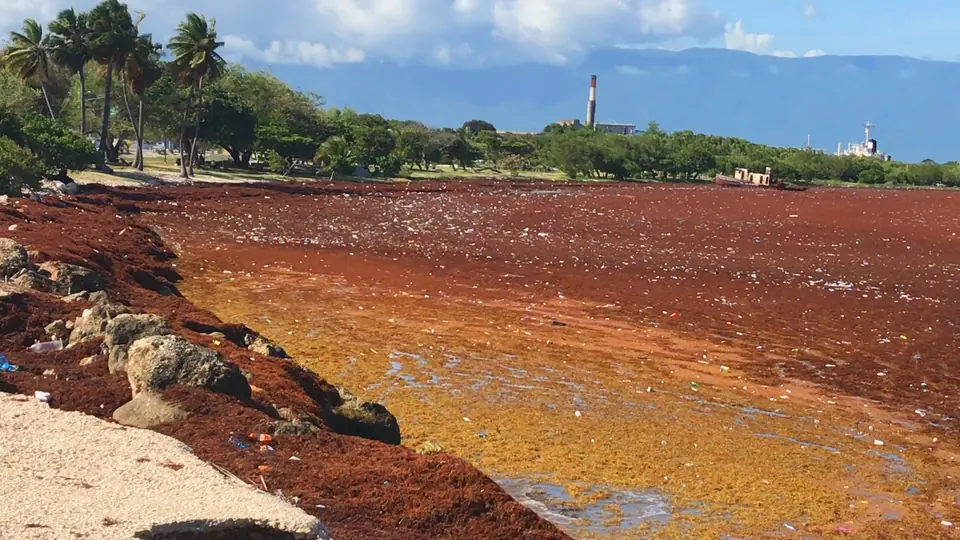 Thick mats of brown sargassum seaweed piled along a beach in the Dominican Republic