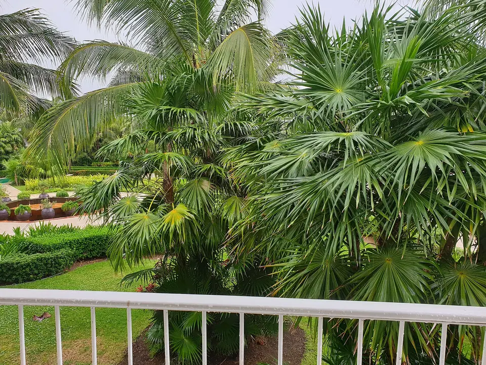 Dense palms and tropical plants in the gardens of Dreams Tulum, seen from a balcony with a white railing