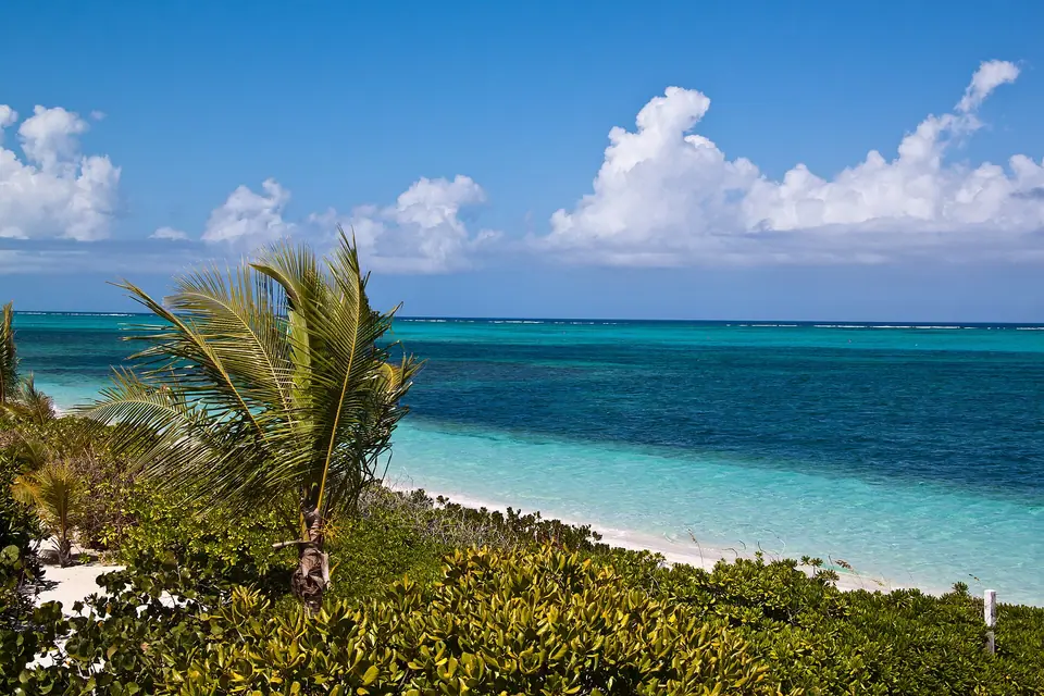 Wind-bent palm and green scrub above a white beach and deep blue water at Turtle Cove, Providenciales