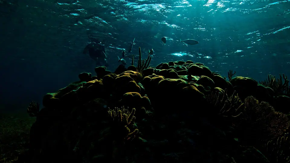 Coral and fish on the reef near Goff's Caye, Belize, seen underwater