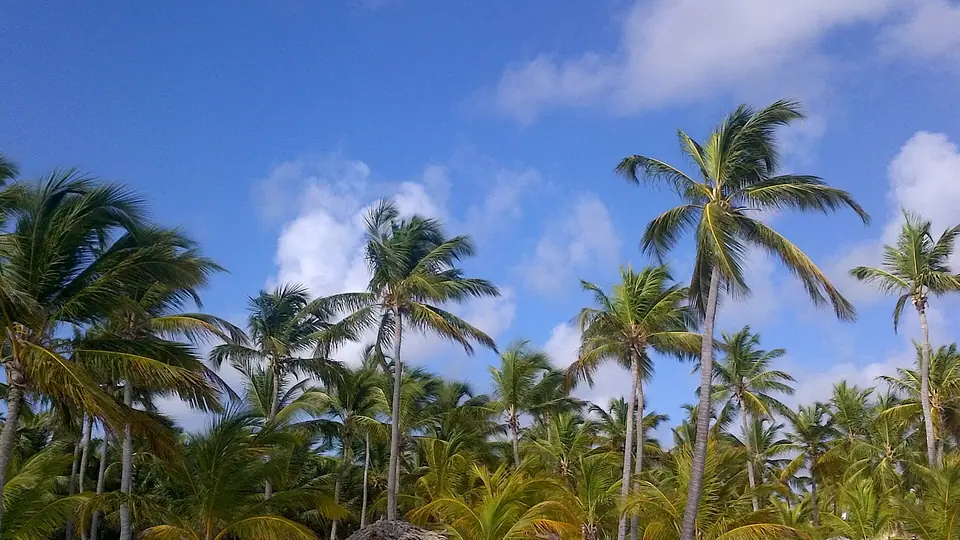 Palm-fringed white beach and shallow turquoise water in Punta Cana