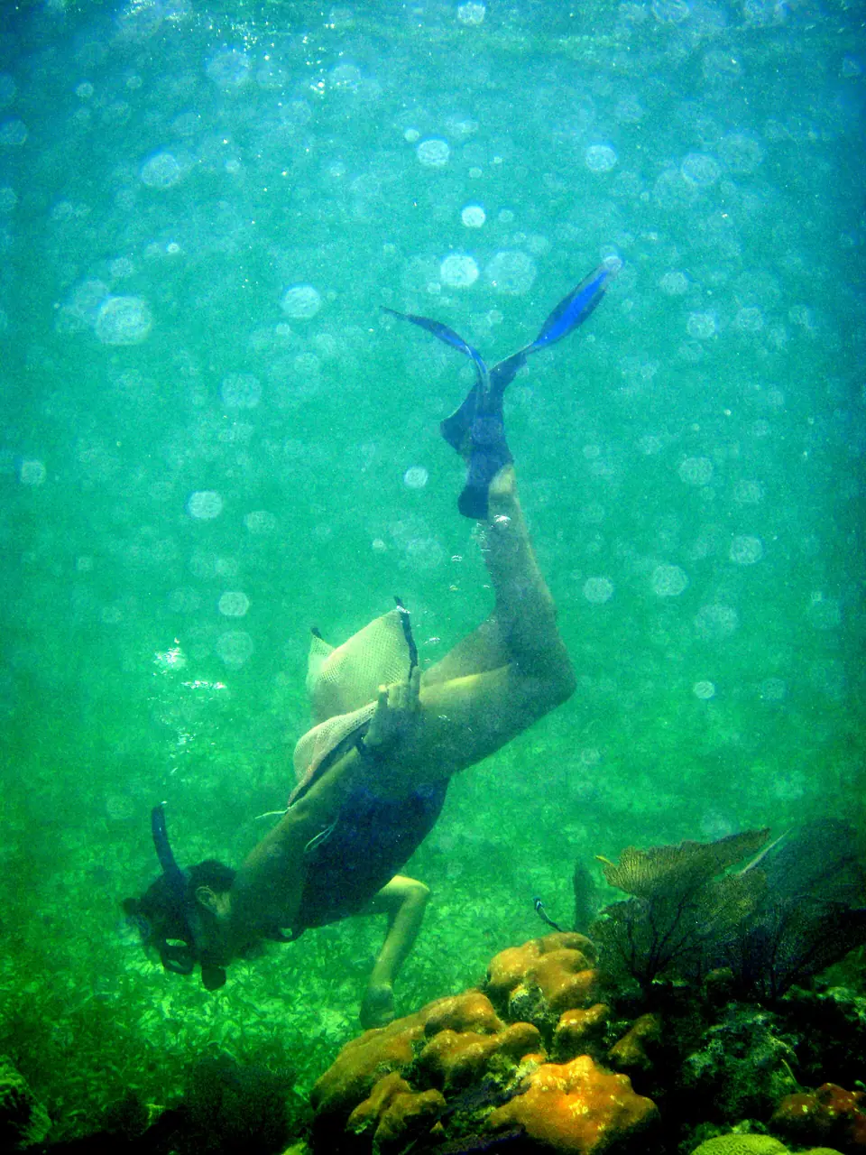 Snorkeler floating over coral on the Belize Barrier Reef