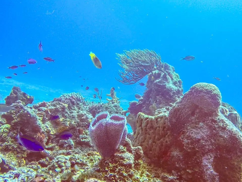Coral reef with fish in clear blue water in Arrecifes de Cozumel National Park