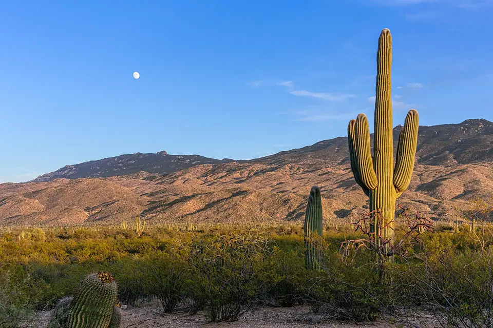 Saguaro-dotted desert hills near Tucson under a blue sky