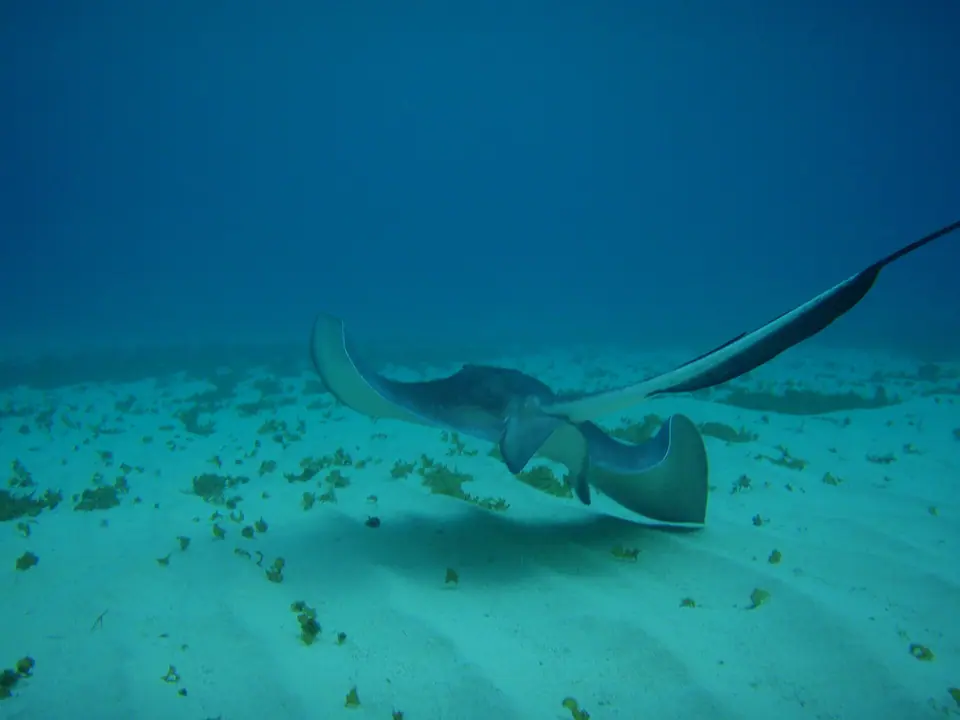A southern stingray gliding over pale sand in clear, shallow turquoise water off the beach at Allegro Cozumel