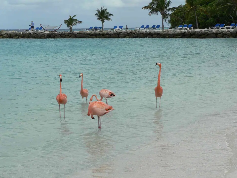 Four pink flamingos wading in clear shallow water at Renaissance Island, Aruba, with beach loungers and palms behind