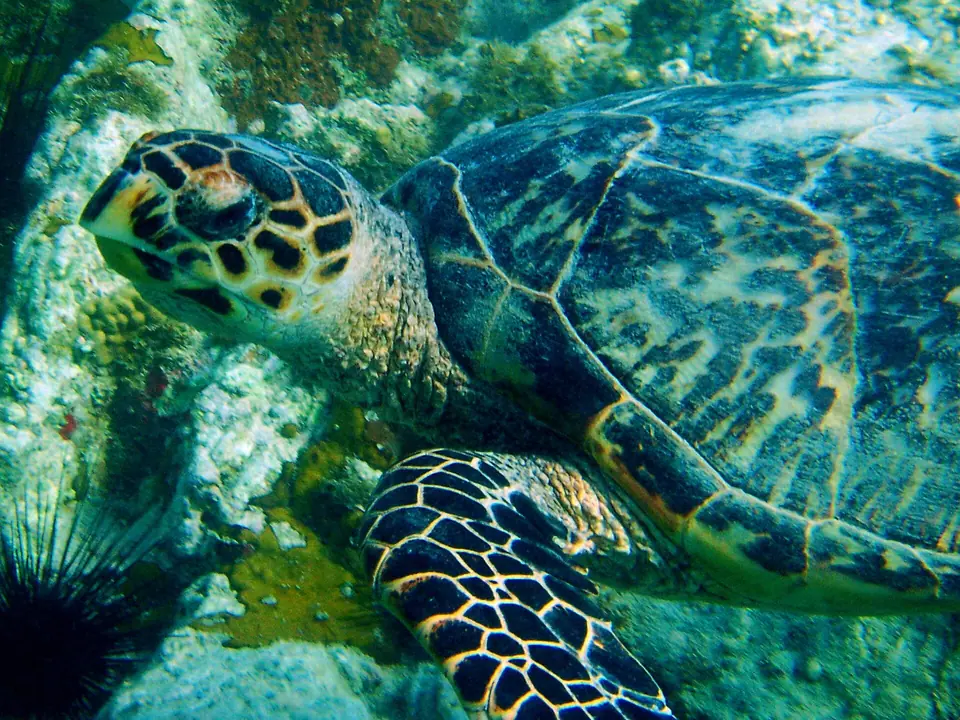 An adult hawksbill turtle swimming over the reef at Secret Harbor, St. Thomas