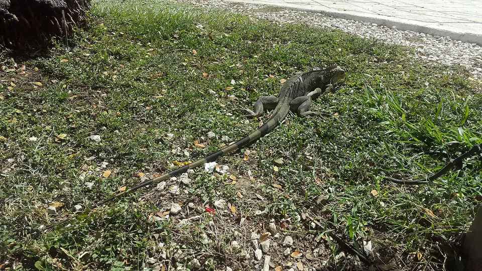Iguana resting on sand at Playa Tambor, Costa Rica