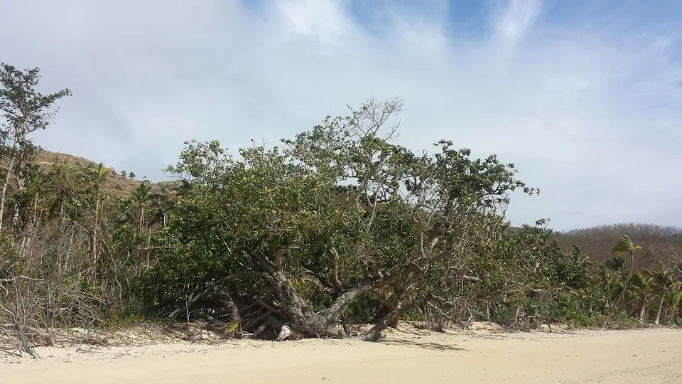 Leaning tree on a white sand beach on Naviti island in Fiji's Yasawa group