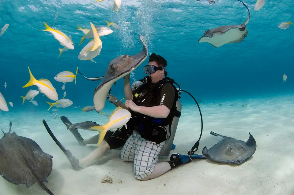 Snorkelers standing in shallow water with southern stingrays at Stingray City sandbar, Grand Cayman