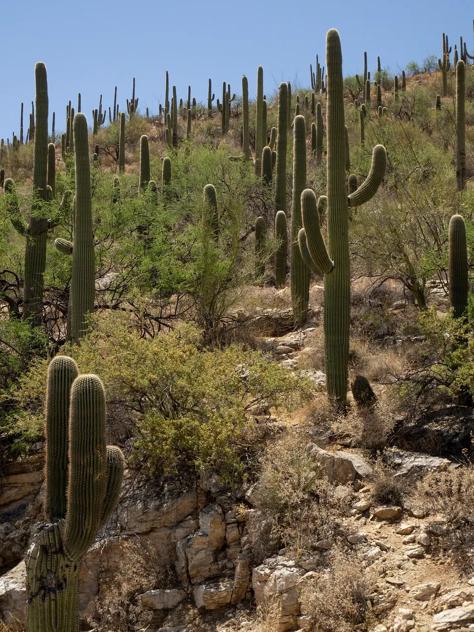 Tall saguaro cactus and desert scrub on a slope of the Santa Catalina Mountains north of Tucson