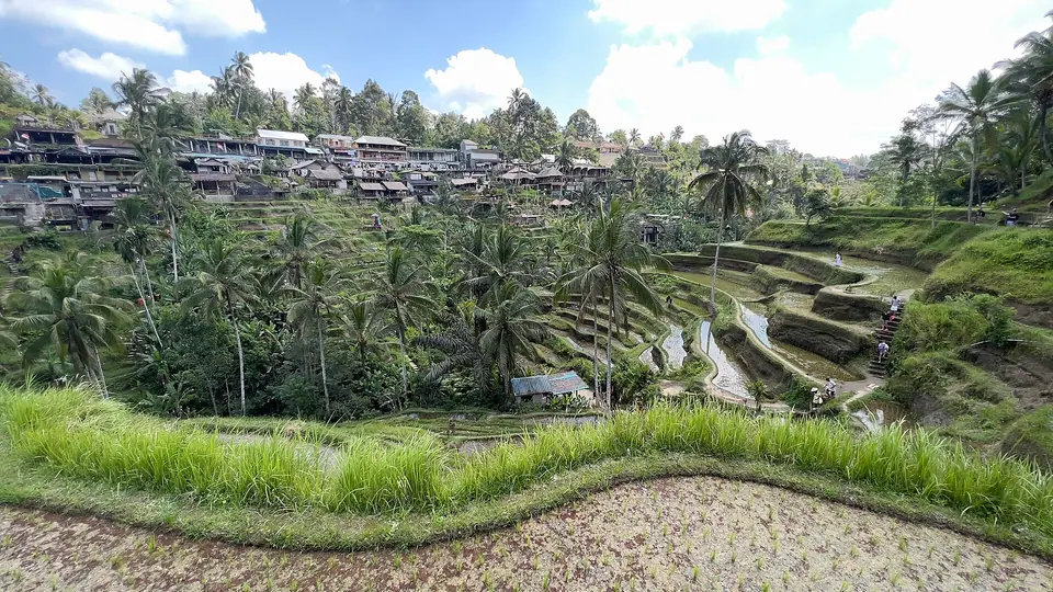 Green stepped rice terraces at Tegallalang near Ubud, Bali