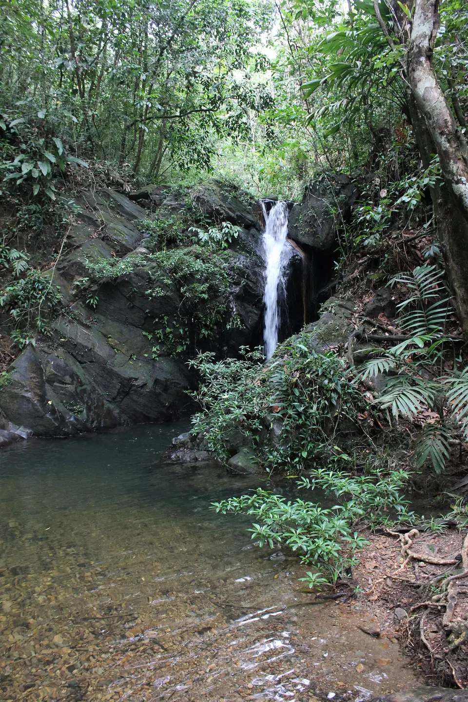 Waterfall pouring into a pool surrounded by rainforest in Cockscomb Basin Wildlife Sanctuary