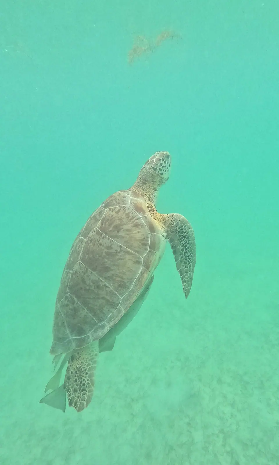 Green sea turtle rising toward the surface in clear water at Akumal