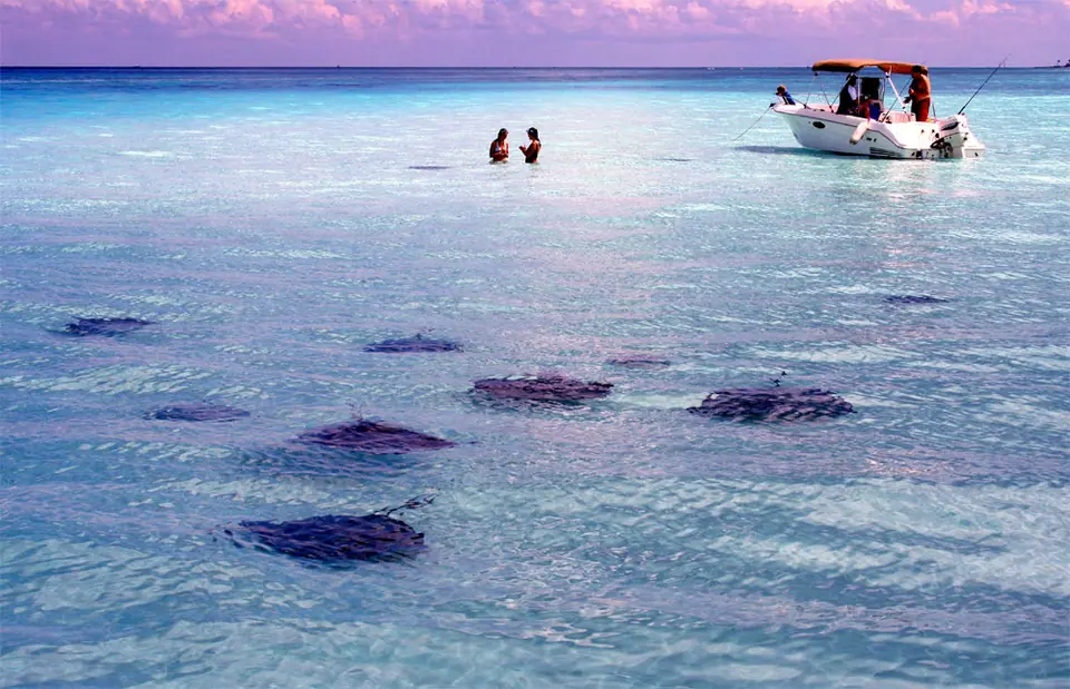 Southern stingrays gliding over a white sandbar in shallow water off Grand Cayman