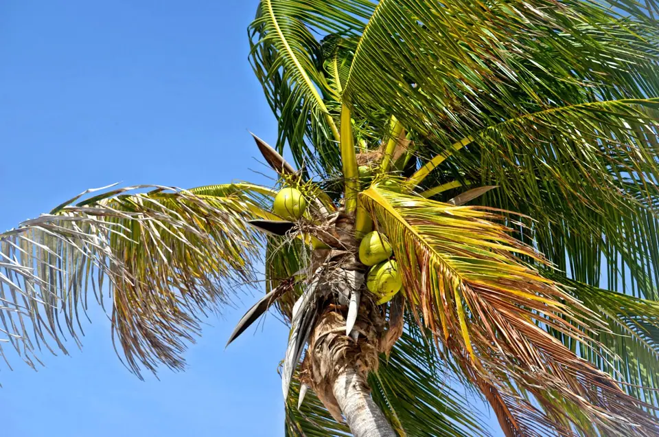 Leaning palm tree over white sand and turquoise sea at Xpu-Ha beach
