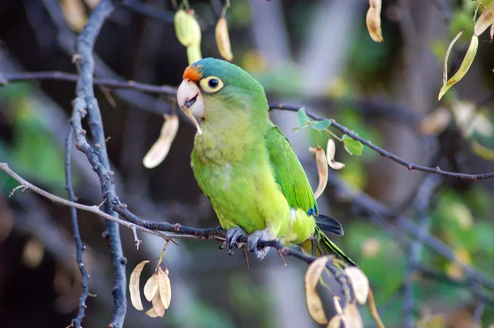 Orange-fronted parakeet perched on a branch on the Gulf of Papagayo coast