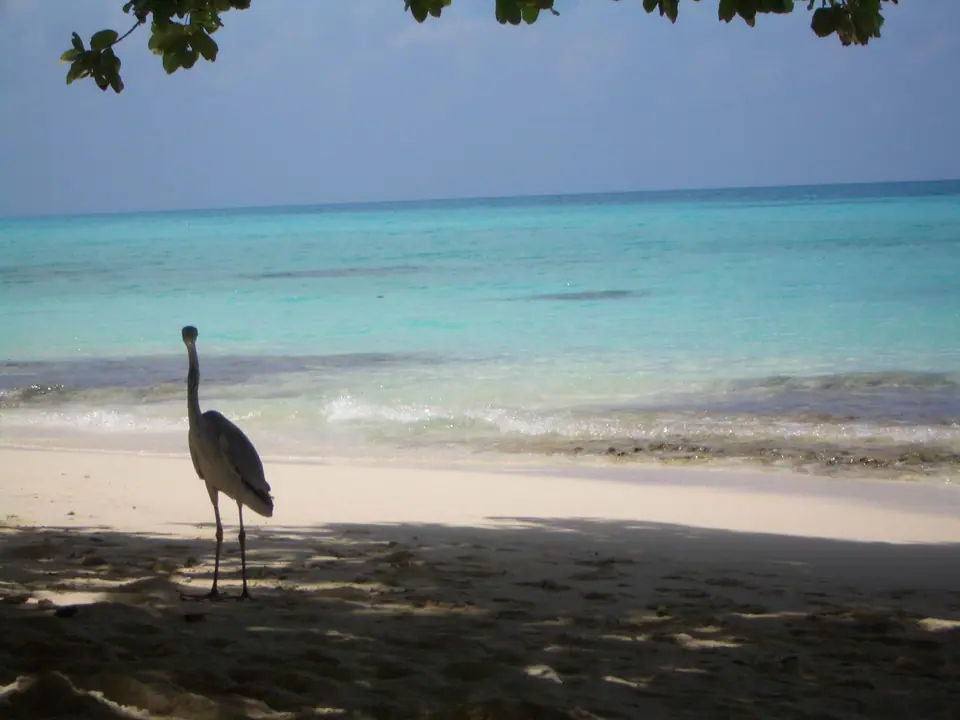 Palm-fringed beach and shallow turquoise water on Kuramathi island