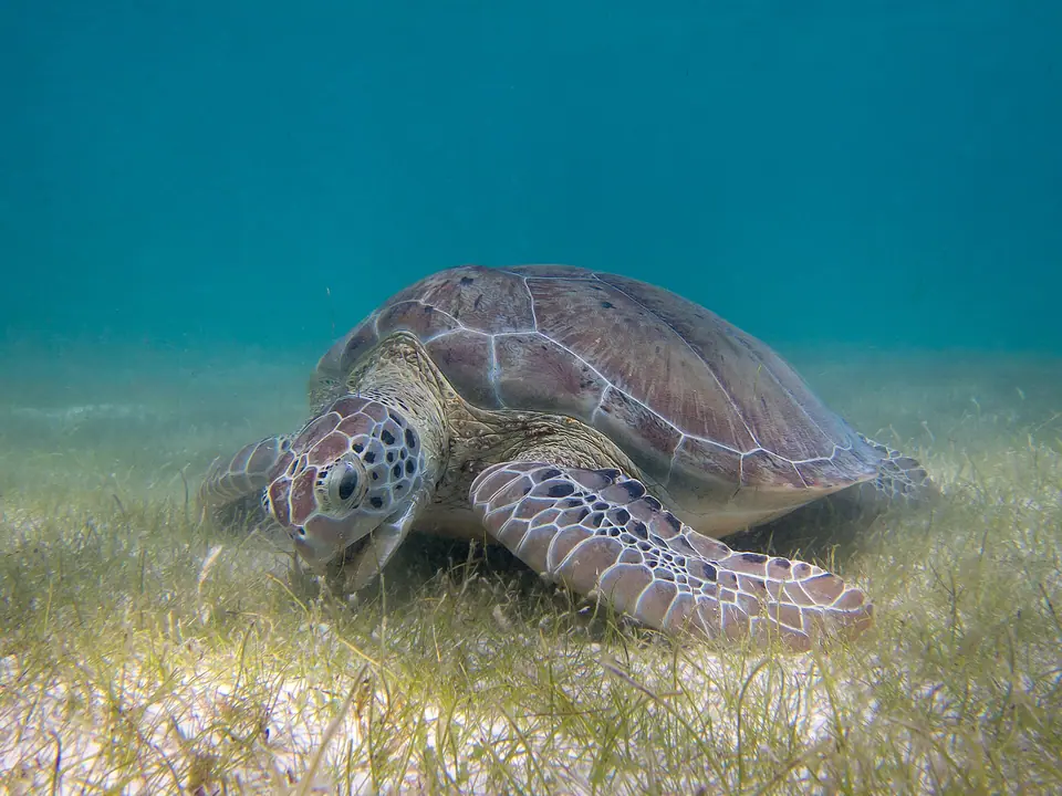 A green sea turtle grazing on seagrass on the sandy floor of Akumal bay in clear blue-green water