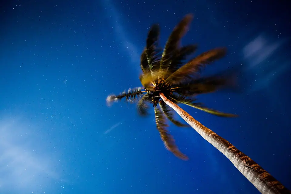 A single tree on a quiet sandy beach with calm turquoise water at Secrets Akumal